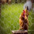 Hemträdgård kyckling hexagonal trådnätnätstaket